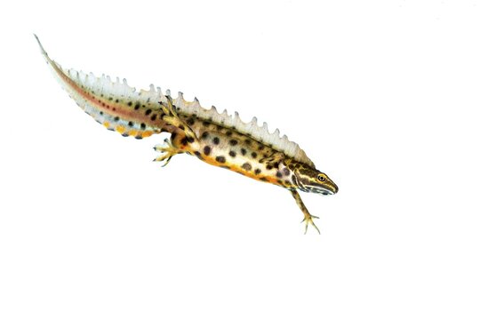 Northern crested newt (Triturus cristatus), cut out, swimming, Oldenburger M&uuml;nsterland, Vechta, Lower Saxony, Germany