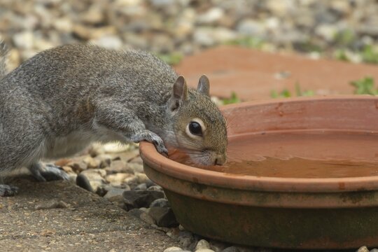 Grey squirrel (Sciurus carolinensis) adult animal drinking water from a garden plant pot saucer, Suffolk, England, United Kingdom