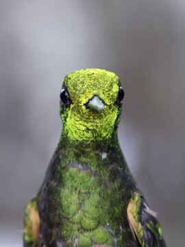 Buff-tailed coronet (Boissonneaua flavescens), animal portrait, Rainforest, Cloud Forest, Northwest Ecuador, Ecuador