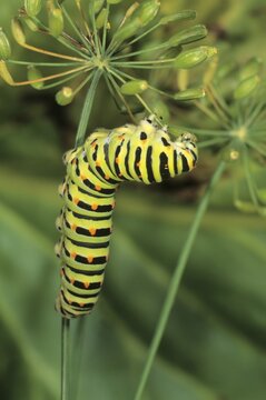 Old World Swallowtail (Papilio machaon) caterpillar feeding on seed capsule of dill