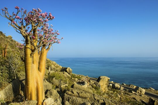 Bottle Tree (Adenium obesum) in bloom, endemic species, Socotra, Yemen