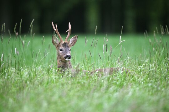 Roebuck (Capreolus capreolus) in grey winter coat in tall grass, Allgaeu, Bavaria, Germany, Europe