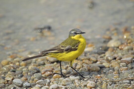 Yellow wagtail (Motacilla flava), Burgenland, Austria, Europe