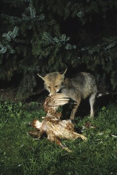 Red Fox (Vulpes vulpes) catching a chicken, prey