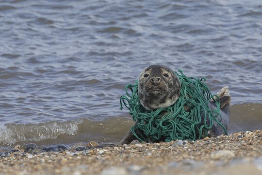 Grey seal (Halichoerus grypus) adult animal resting on a beach with netting wrapped around its body, Norfolk, England, United Kingdom