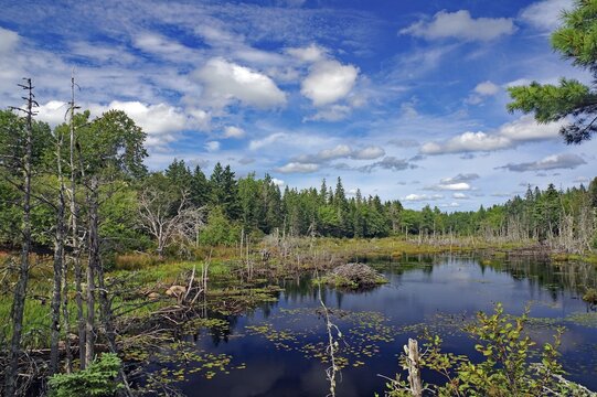 Forest landscape with a still body of water and clouds in the sky on a sunny day, Moor, Nova Scotia, Canada