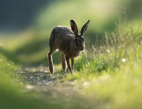 European hare (Lepus europaeus) running on a field path, wildlife, Lower Saxony, Germany
