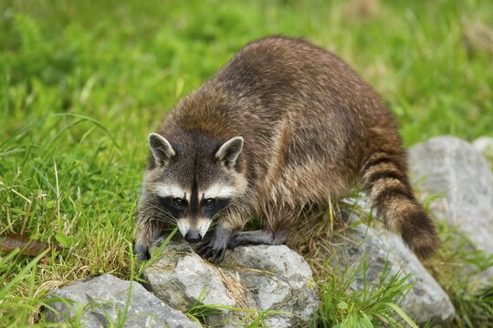 Common Raccoon, Northern Raccoon or North American Raccoon (Procyon lotor), captive, Lower Saxony, Germany