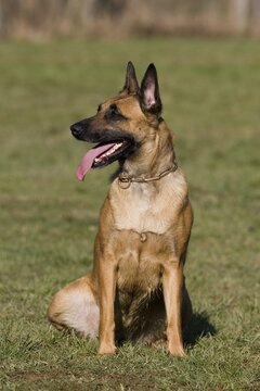 Malinous or Belgian Shepard Dog sitting on lawn