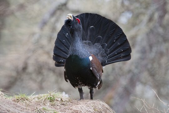 Western Capercaillie (Tetrao urogallus), courtship display, Tyrol, Austria