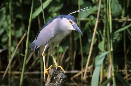 Black-crowned night heron (Nycticorax nycticorax), Hortobagy National Park, Hungary, Europe