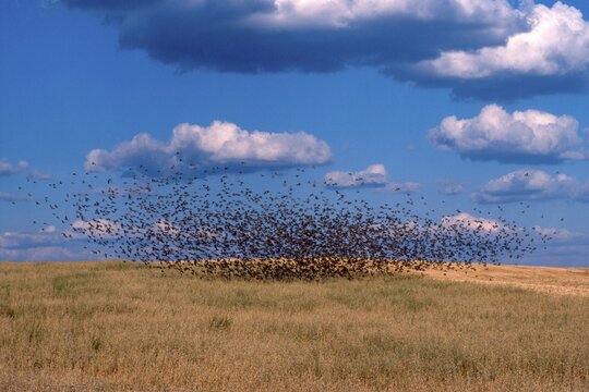 Swarm of Sparrows (Passeridae), Spain, Europe