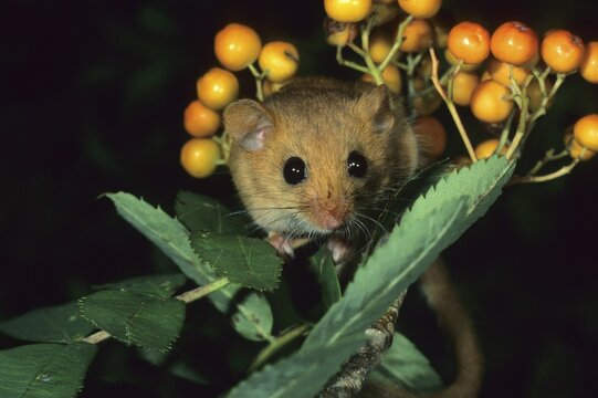 Hazel dormouse (Muscardinus avellanarius)