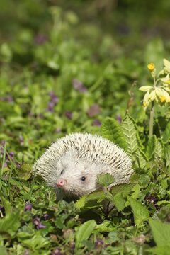 European Hedgehog (Erinaceus europaeus) albino, adult amongst Violet flowers, Suffolk, England, United Kingdom