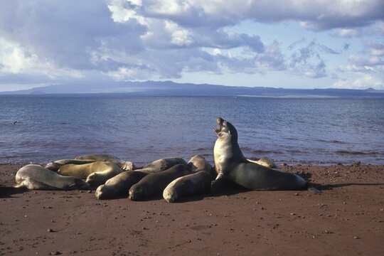 Californian Sea Lions (Zalophus californianus wollebaeki), Galapagos, Ecuador, South America