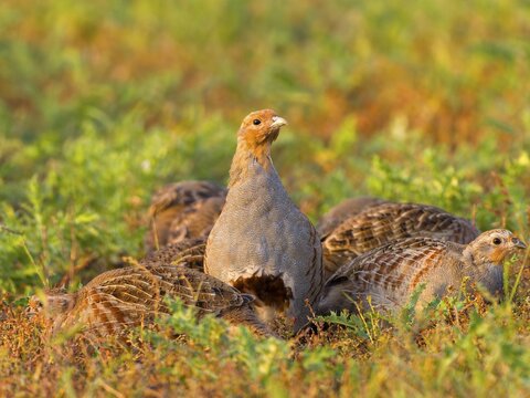 Gray partridges (Perdix perdix), family group (chain) on a fallow land, Solms, Hesse, Germany