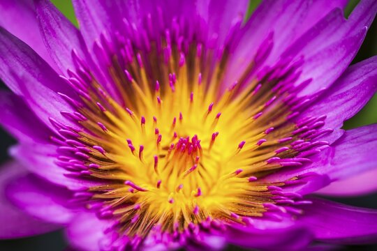 Water Lily (Nymphaea), Tropical Botanical Garden, Onomea Bay, Big Island, Hawaii, United States