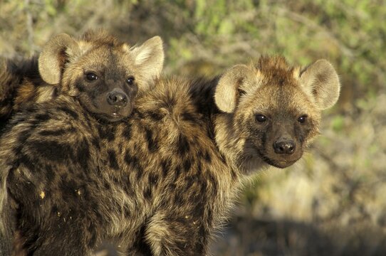 Two young Spotted Hyenas ( Crocuta crocuta ) - portrait - Etosha National Park - Namibia