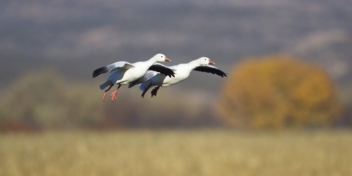 Snow Geese (Anser caerulescens atlanticus, Chen caerulescens) flying, Bosque del Apache Wildlife Refuge, New Mexico, North America, USA