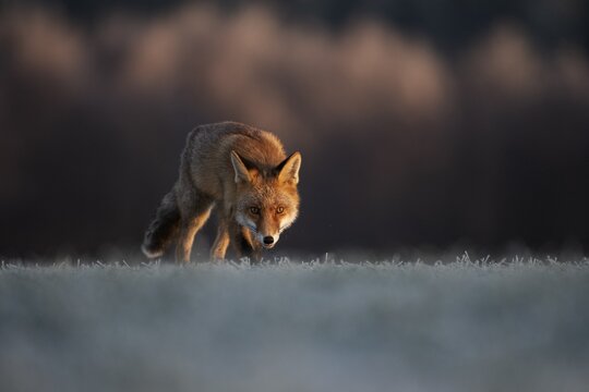 Red fox (Vulpes vulpes) for hoarfrost in winter, Eifel, Rhineland-Palatinate, Germany