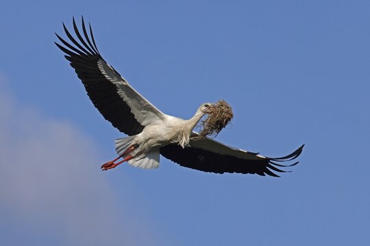 White stork (Ciconia ciconia) flies with nesting material, Germany