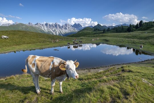 Cows on the alpine pasture, Tyrolean Simmental cattle, at the Salfeins Lake, Salfeins-Alm, Stubai Alps, Tyrol, Austria