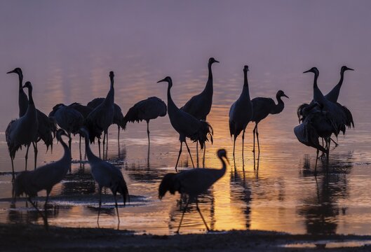 Crane (Grus grus), cranes standing in the shallow water zone of a lake in warm, orange morning light, silhouettes, Lower Saxony, Germany