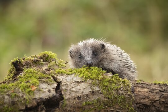 European hedgehog (Erinaceus europaeus) adult animal walking on a tree stump, Suffolk, England, United Kingdom