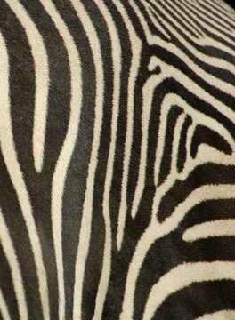 Coat of zebra, grevyzebra, detail