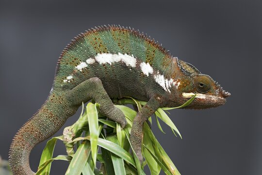Panther Chameleon (Furcifer pardalis), butterfly house, Forgaria nel Friuli, Italy