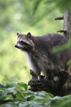 Raccoon (Procyon lotor), Mecklenburg-Western Pomerania, Germany, Europe