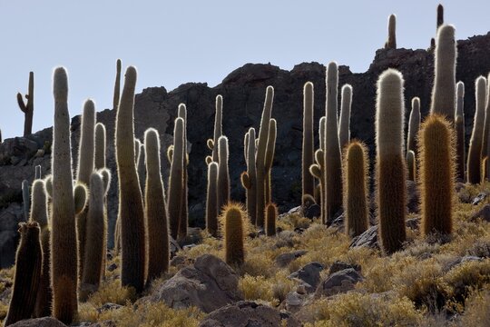 Cacti (Echinopsis atacamensis), Isla Incahuasi or Isla del Pescado, Salar de Uyuni, Altiplano, Bolivia