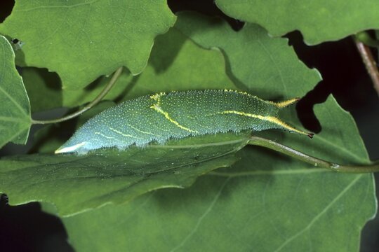 Lesser Purple Emperor (Apatura ilia), caterpillar on its foodplant, the Aspen