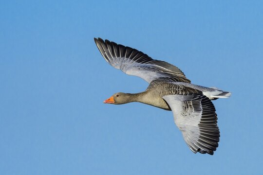 Flying Greylag goose (anser anser) in front of blue sky, migratory bird, V&auml;sterg&ouml;tland, Sweden