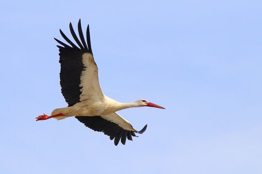 White stork (Ciconia ciconia) flying, Hesse, Germany