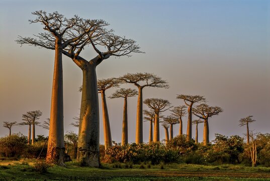 Backlight of the Avenue de Baobabs at sunset near Morondavia, Madagascar, Indian Ocean