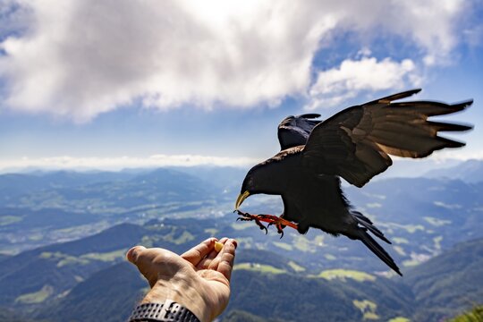 Alpine chough (Pyrrhocorax graculus) takes food from the hand of a mountaineer, Untersberg, Berchtesgadener Alpten, Berchtesgaden, Berchtesgadener Land, Upper Bavaria, Bavaria, Germany