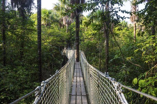 Hanging bridge in the Zoo of Cayenne, French Guiana