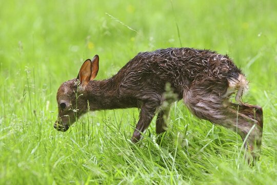 Sika Deer (Cervus nippon), newborn fawn taking its first steps, captive, Bavaria, Germany