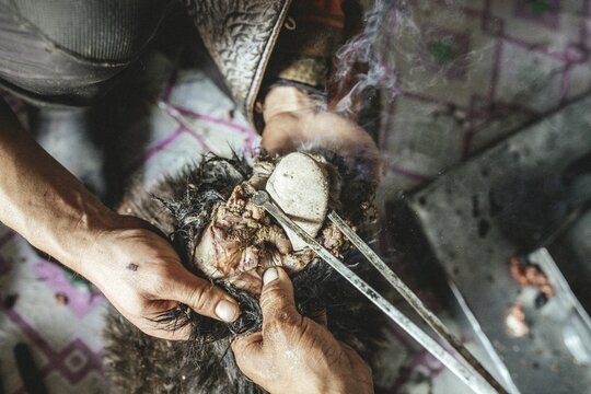 Hot stones are filled into the body with tongs, traditional cooking of a goat with hot stones in its belly, Mongolian cooking method Boodog, T&ouml;w-Aimag, Mongolia