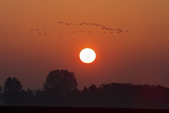Swarm Cranes (Grus grus), Flight Formation in Sunset, Western Pomerania Lagoon Area National Park, Mecklenburg-Western Pomerania, Germany