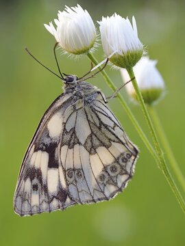 Marbled white (Melanargia galathea), Solms, Hesse