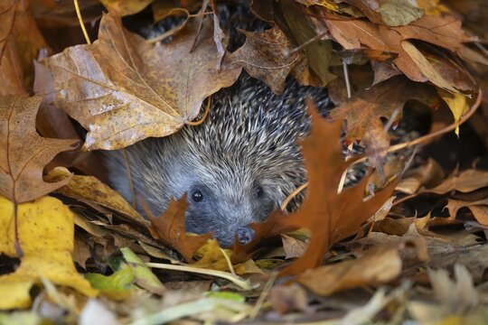 European hedgehog (Erinaceus europaeus) adult animal emerging from a pile of fallen autumn leaves in a garden, England, United Kingdom