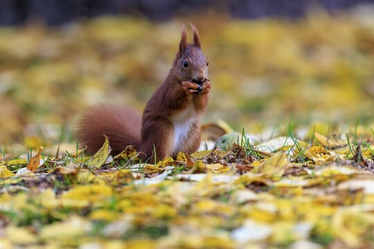 White-chested squirrel nibbling in a sea of leaves, autumnal and peaceful, squirrel (Sciurus vulgaris), wildlife, Germany