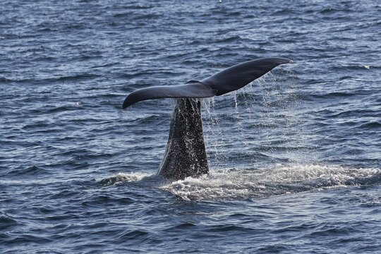 Sperm whale (Physeter macrocephalus Physeter or catodon), sperm whale bull, fluke, diving, Andenes, And&oslash;ya island, Vesteralen, Northern Norway, Norway