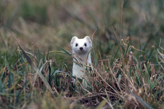 Stoat, Short-tailed Weasel or Ermine (Mustela erminea), Schwaz, Tyrol, Austria, Europe