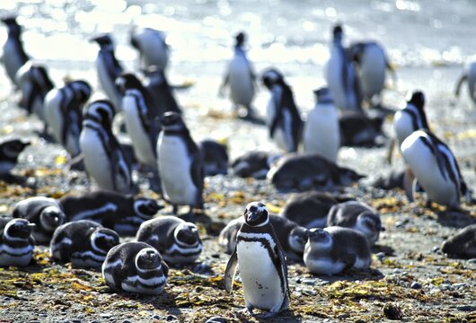 Magellanic Penguins at the shore ( Spheniscus magellanicus) Patagonia - Punta Arenas - Chile