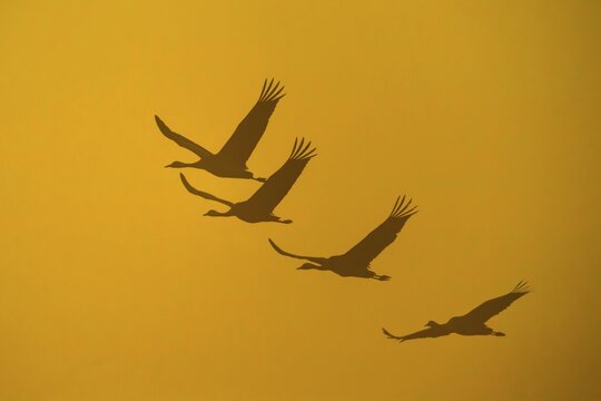 Flying Cranes (grus grus) in front of morning sky, sunrise, migrating bird, bird migration, V&auml;sterg&ouml;tland, Sweden