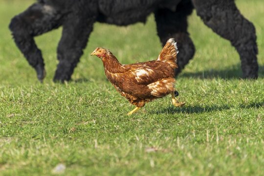 A chicken runs in a meadow, in the background a big dog, domestic chicken, Rhineland-Palatinate, Germany