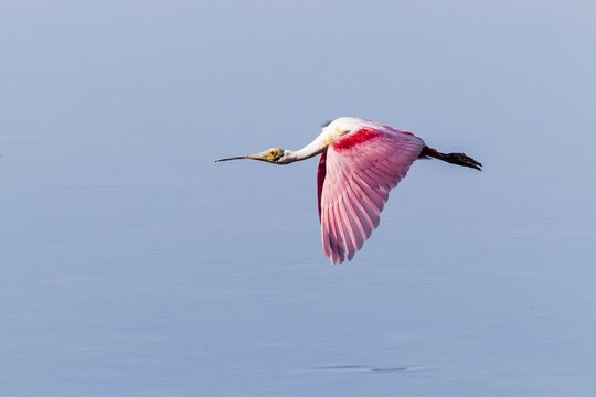 Roseate Spoonbill (Ajaia ajaja), Ding Darling National Wildlife Refuge, Sanibel Island, Florida, USA